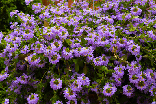 Carpet of Small Lavender Purple Flowers in Full Bloom