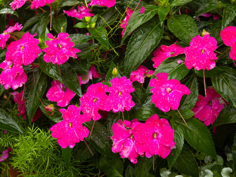 Rain-Kissed Hot Pink Impatiens in a Lush Garden