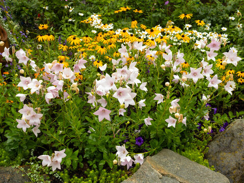 Stone Garden Path Beside a Carefully Planted Flower Border
