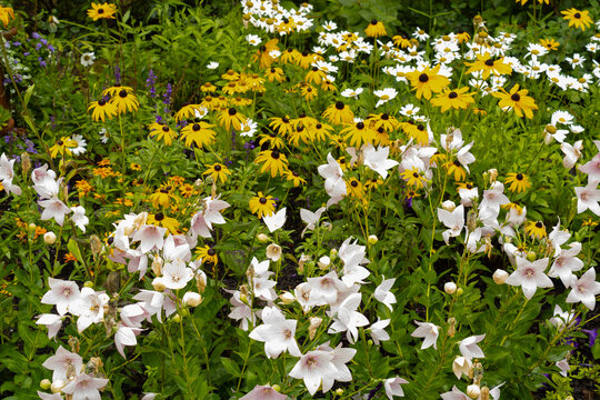 Abundant Mixed Perennials in a Colorful Summer Flower Bed