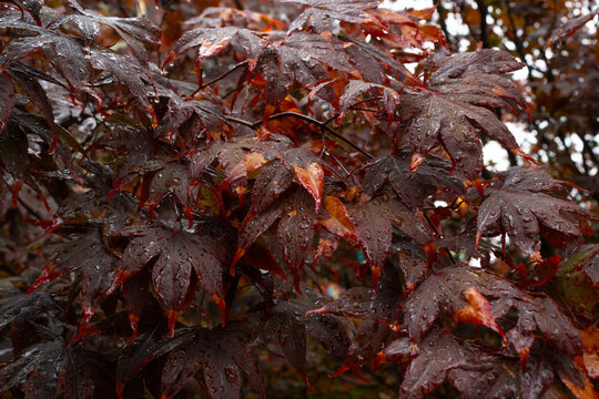 Close View of Wet Burgundy Maple Leaves After Rain
