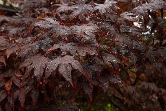 Wide Rain-Darkened Japanese Maple Foliage in Burgundy