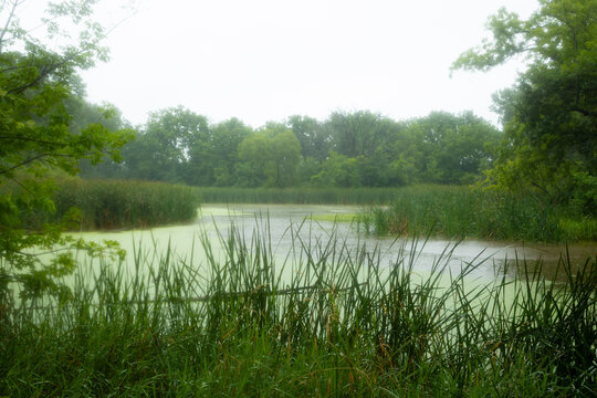 Calm Park Pond with Reeds Beneath an Overcast Sky