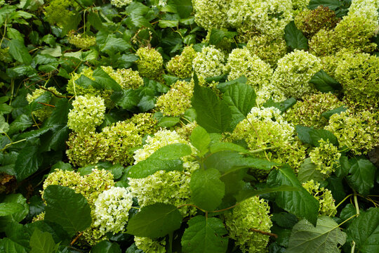 Expansive Garden Bed of Pale Green Hydrangea Clusters