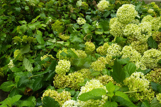 Wide Green Hydrangea Shrub with Rounded Flower Heads