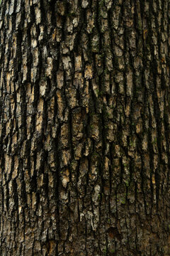 Irregular Brown and Gray Bark Pattern on a Mature Tree Trunk