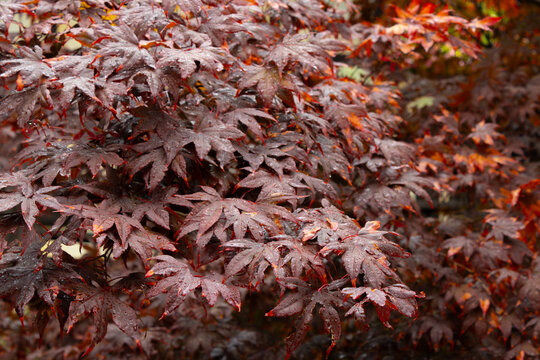Layered Burgundy Japanese Maple Canopy in Natural Light