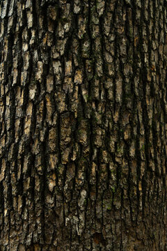 Vertical Macro Texture of Deeply Furrowed Tree Bark
