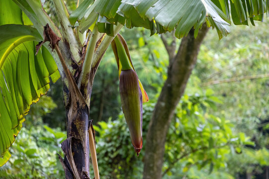Purple banana flower blossom hanging on tree in tropical agricultural garden setting. Organic fruit crop, natural cultivation, and agricultural growth concept.