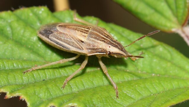 Bishop's Mitre shieldbug