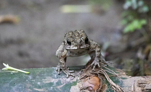 Asian common toad sitting on green bamboo stem in natural garden outdoors. Small warty skin amphibian creature perching in natural summer environment.