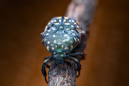 Metallic green flower beetle with yellow spots on branch