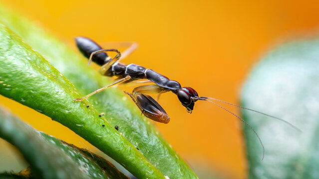 Asian Ant Mantis Mimicking Black Ant on Green Leaf