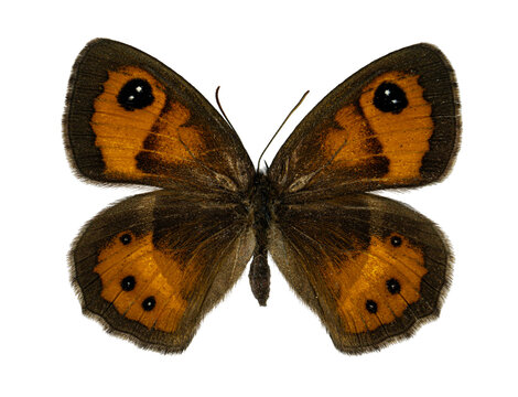 High resolution specimen of Spanish Gatekeeper butterfly showing orange wings with dark brown borders