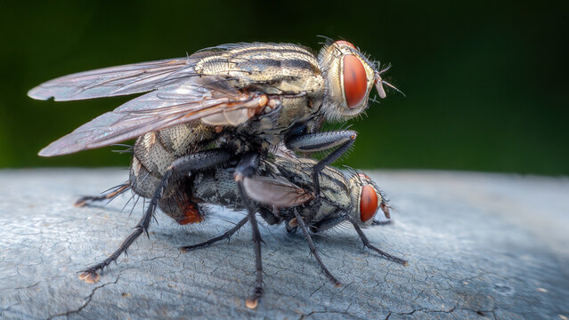 Mating houseflies in nature macro close up