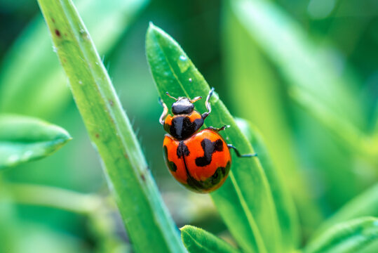 Ladybug on a green leaf macro