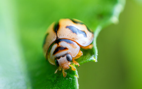 Horned stink bug on green leaf macro photography