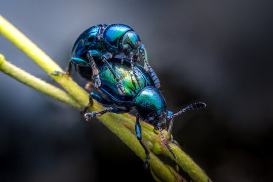 Mating pair of metallic blue leaf beetles on a green stem