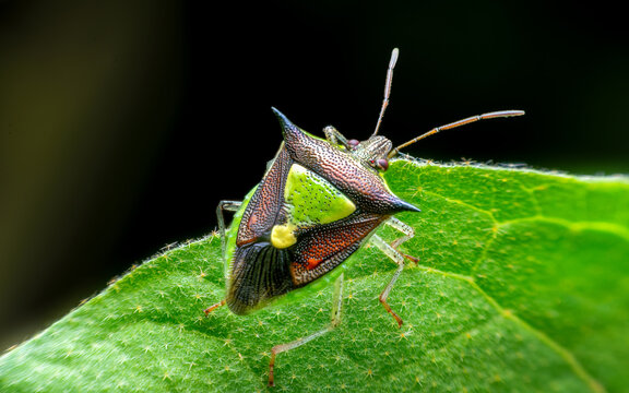 Shield bug with sharp spines on a green leaf in nature