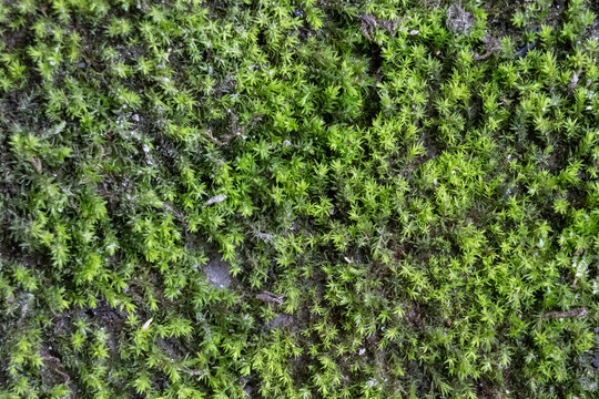 Fresh green moss texture background covering ground surface outdoors. Lush natural bryophyte plant leaves backdrop for eco design and nature projects.