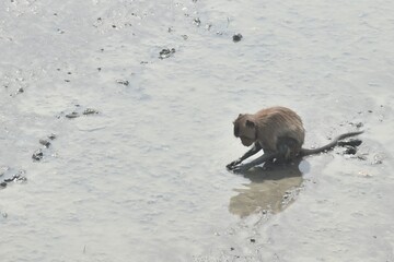 long tail macaque monkey digging mud on mangrove forest for catching crab or shellfish © pedphoto36pm