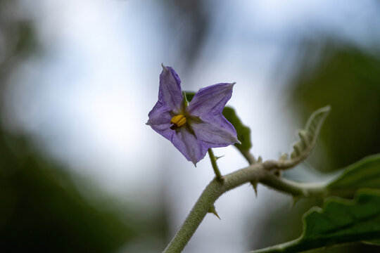 Purple eggplant flower blooming on thorny stem in agricultural garden setting. Natural botanical bloom, organic vegetable cultivation, and flora concept.