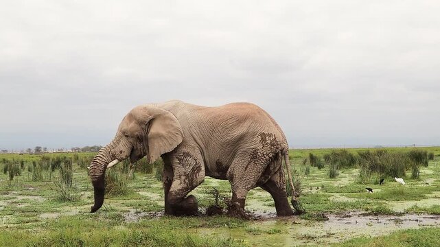 African elephant walking in a muddy swamp in Amboseli National Park