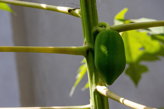 Unripe green papaya fruit hanging on tree stem in natural farm garden. Fresh tropical organic fruit crop growing outdoors under natural sunlight.