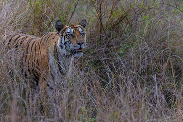 Fototapeta premium Tigress (Panthera tigris) in the grassland of panna tiger reserve staring for a seer kill.