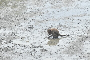 long tail macaque monkey digging mud on mangrove forest for catching crab or shellfish © pedphoto36pm
