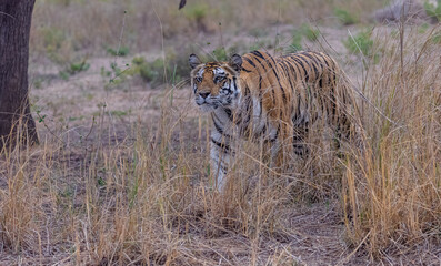 Fototapeta premium Tigress (Panthera tigris) in the grassland of panna tiger reserve staring for a seer kill.