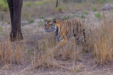 Fototapeta premium Tigress (Panthera tigris) in the grassland of panna tiger reserve staring for a deer kill.