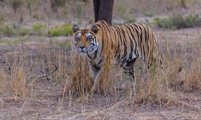 Fototapeta premium Tigress (Panthera tigris) in the grassland of panna tiger reserve staring for a seer kill.