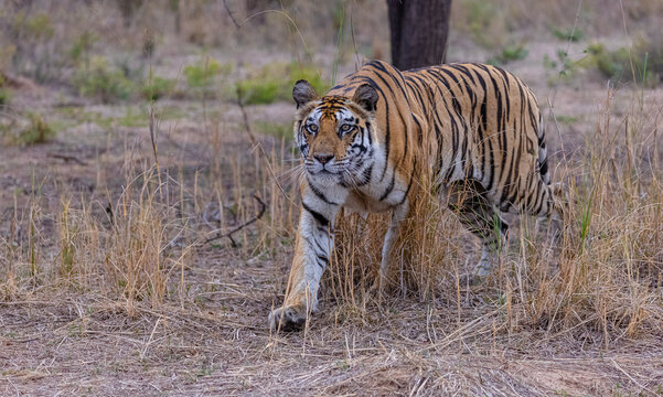 Tigress (Panthera tigris) in the grassland of panna tiger reserve staring for a deer kill.