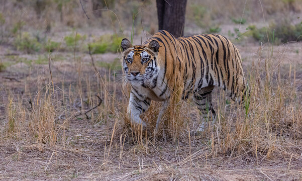 Tigress (Panthera tigris) in the grassland of panna tiger reserve staring for a deer kill.