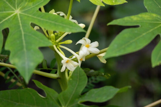 White papaya flowers and green buds blooming on tree stem outdoors. Fresh Carica papaya blossom growing in natural tropical agricultural farm setting.