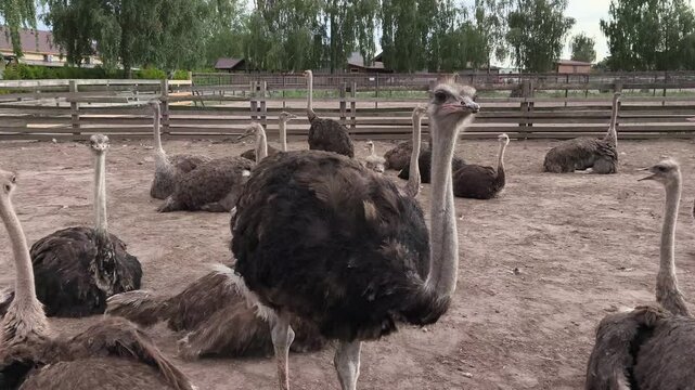 Adult ostriches gathered inside a farm enclosure during daytime. Herd of large flightless birds resting on a rural ostrich farm in natural outdoor surroundings.