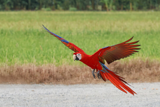 A beautiful scarlet macaw is flying over the green rice fields in the evening.