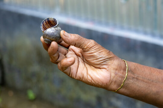 Close-up view of elderly woman hand holding an empty snail shell outdoors. Senior person holding freshwater gastropod shell in natural village setting.