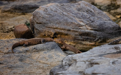 Naklejka premium Monitor lizard (Varanus) pair in jungle during mating season.