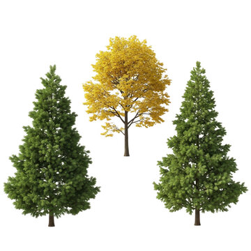 Three evergreen trees and one deciduous tree in a snowy landscape