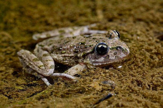 Spanischer Schlammtaucher // Hesperides' parsley frog (Pelodytes hespericus) - Valencia, Spanien