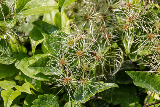 Wild Seed Heads of Clematis Plant in Nature, Germany, Bavaria, Kuhsee, Augsburg, 2 August 2026
