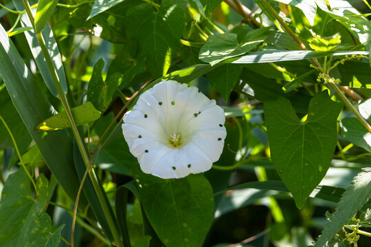 White Morning Glory Flower Among Green Leaves, Germany, Bavaria, Augsburg Kuhsee, 2 August 2026