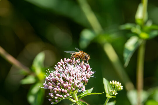 Hoverfly on pink flower in nature, Germany, Bavaria, Augsburg - Kuhsee, 2 August 2026
