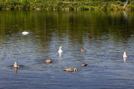 Mute Swan and Cygnets Swimming in Lake, Germany, Bavaria, Augsburg Kuhsee, 2 August 2026