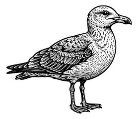 Fototapeta premium Engraving illustration of a seagull depicting a standing coastal bird for nature and wildlife design