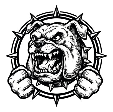 Engraving illustration of angry bulldog head depicting snarling mascot with fists and spiked collar badge for sports and team design