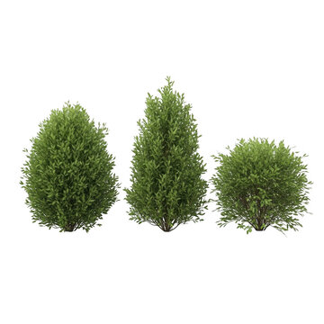 Three distinct styles of artificial green christmas trees on display