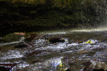 Fototapeta premium the view of water flowing calmly in the middle of the tourist forest in Central Lombok on a bright and cool morning